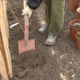 roser planting roser planting